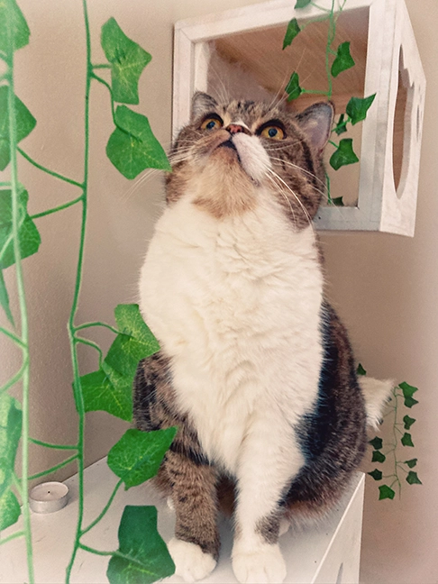 cat
